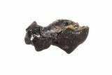 Eocene Primate (Platychoerops) Molar Crown Fossil - France #214247-1